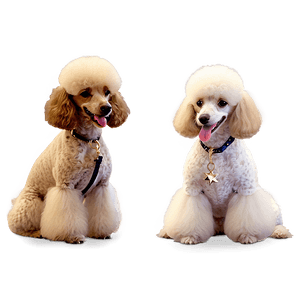 Fashionable Poodle PNG 06112024 PNG image with transparent background