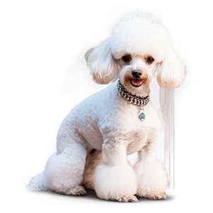 Fashionable Poodle PNG 56 PNG image with transparent background