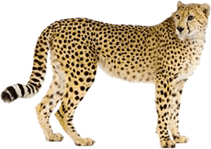 Fast Like A Cheetah, HD Png Download PNG image with transparent background