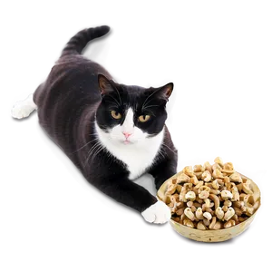 Fat Cat Photo Png 21 PNG Image