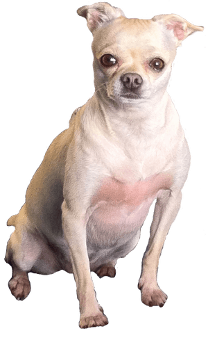 Fat Chihuahua Transparent , Png Download, Png Download PNG image with transparent background