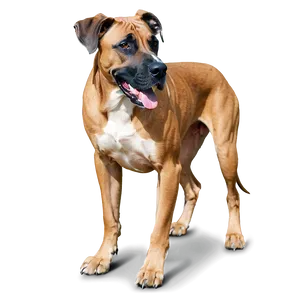 Fawn Great Dane Png 06212024 PNG Image