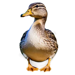 Female Mallard Duck Png Cli PNG Image