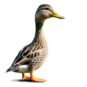 Female Mallard Duck Png Jay80 PNG Image