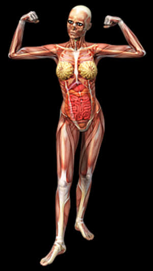 Female_ Muscular_ System_ Pose PNG with transparent background