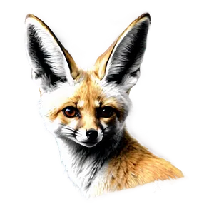 Fennec Fox Black And White Sketch Png Ixn51 PNG Image