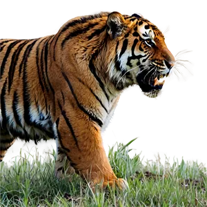 Feral Tiger In Action Png Jjh PNG Image