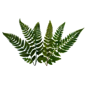 Fern Leaf Botanical Print Png 06282024 PNG Image