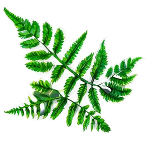 Fern Leaf Botanical Print Png Ihm9 PNG Image