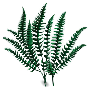 Fern Leaf Illustration Png Rrp PNG Image