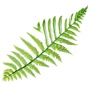 Fern Leaf In Natural Habitat Png Cxv PNG Image