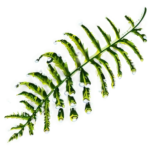 Fern Leaf With Dew Drops Png 75 PNG Image