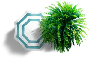 Fern Sheltered By Umbrella PNG Image