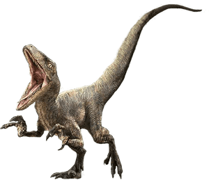 Ferocious Velociraptor Jurassic Park PNG image with transparent background