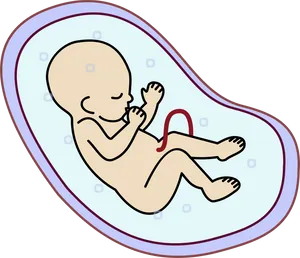 Fetal_ Illustration_in_ Womb.png PNG Image