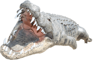 Png Images Free Download - Crocodile Head Png, Transparent Png PNG image with transparent background