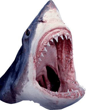 Shark Mouth Open Png - Great White Shark Mouth Open PNG image with transparent background