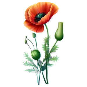 Fiery Red Poppies Image Png 06122024 PNG Image