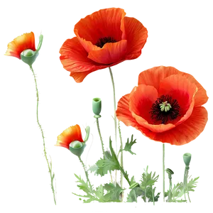 Fiery Red Poppies Image Png Dcl PNG Image