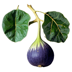 Fig Leaf Design PNG 06202024 PNG