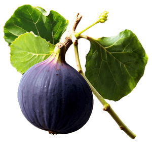 Fig Vineyard Scenery PNG vuh PNG