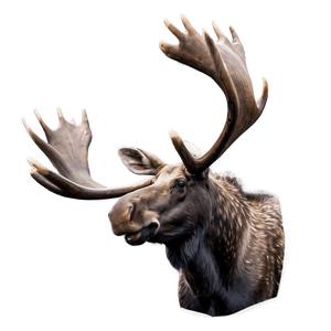 Finland Moose Wildlife PNG pyb PNG image with transparent background