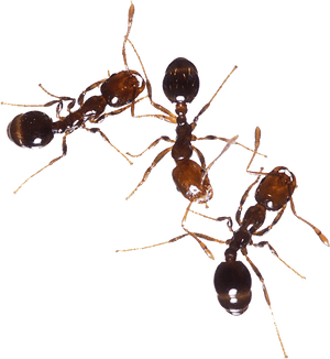 Ants - Fire Ant, HD Png Download PNG image with transparent background