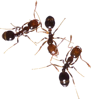 Fire Ants Interaction768x834.png PNG Image