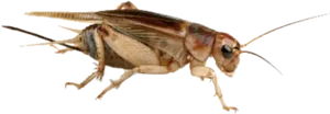 Firefly_ Closeup.png PNG Image