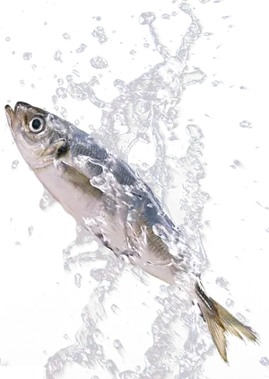 Fish Caughtin Water Splash Photography PNG Image