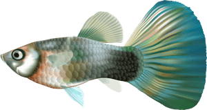 Fish Clipart Underwater - Transparent Guppy Fish Png, Png Download PNG image with transparent background