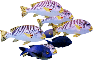 Fish Transparent School, HD Png Download PNG image with transparent background