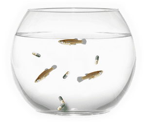 Fish Bowl - Aquarium - Aquarium, HD Png Download PNG image with transparent background