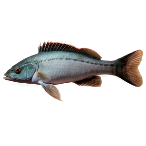 Fishes C PNG Image