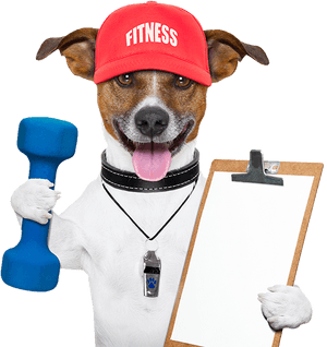 Agility Classes - Exercise Dog PNG image with transparent background