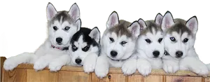 Five Husky Puppies Lined Up PNG Image