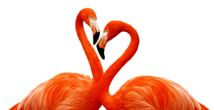 Flamingo Heart Formation PNG image with transparent background