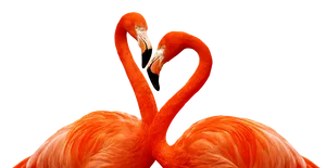 Flamingo Heart Formation PNG Image