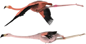 Flamingo In Flightand Resting PNG Image