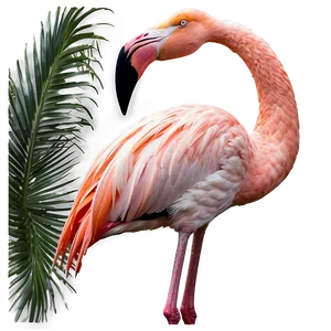 Flamingo In Natural Habitat Png Gwk33 PNG Image