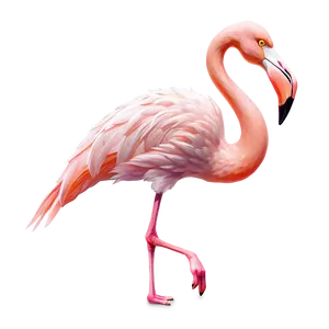 Flamingo Party Invitation Png 20 PNG Image