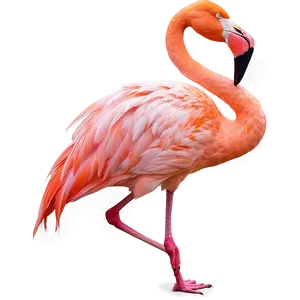 Flamingo Sunset Silhouette Png Xth15 PNG Image