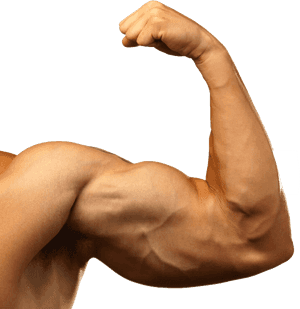 Muscle Arm Png Background Images - Transparent Muscle Arms Png, Png Download PNG