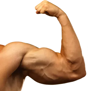 Flexed Bicep Muscular Arm.png PNG Image