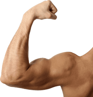 Muscular Arm Png - Muscular Arm Transparent Background, Png Download PNG