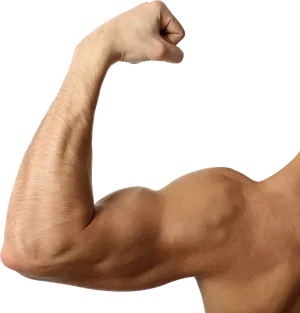 Flexed Bicep Muscular Arm PNG Image