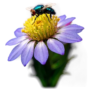 Flies On Flowers Png Lju PNG Image