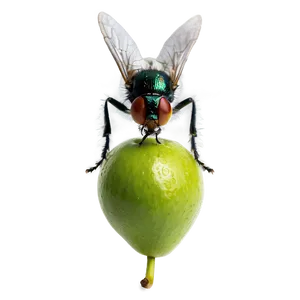 Flies On Fruit Png 06122024 PNG Image