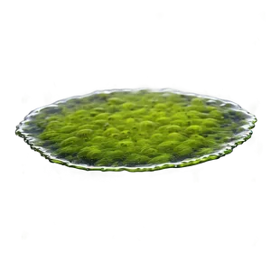 Floating Algae On Water Png Ute PNG Image