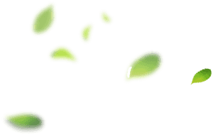 Herbaceous Plant, HD Png Download PNG image with transparent background